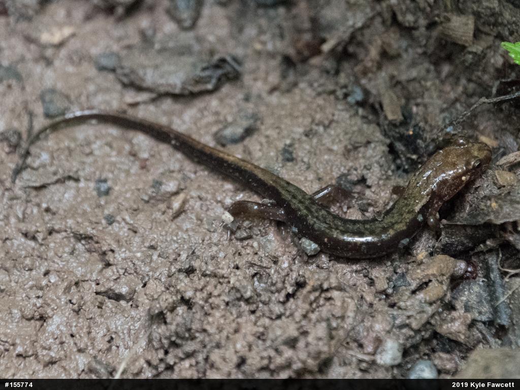 Allegheny Mountain Dusky Salamander