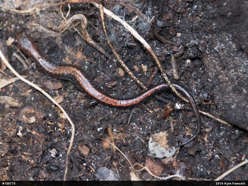 Eastern Red-backed  Salamander