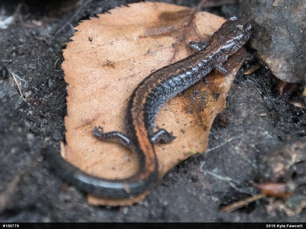 Eastern Red-backed  Salamander