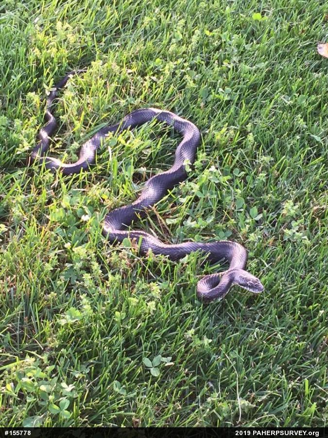 Eastern Ratsnake