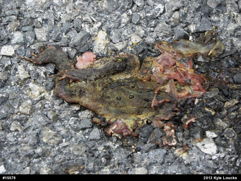 Eastern American Toad