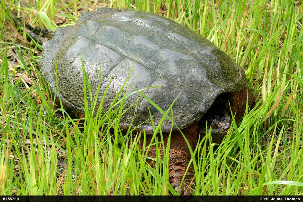 Snapping Turtle