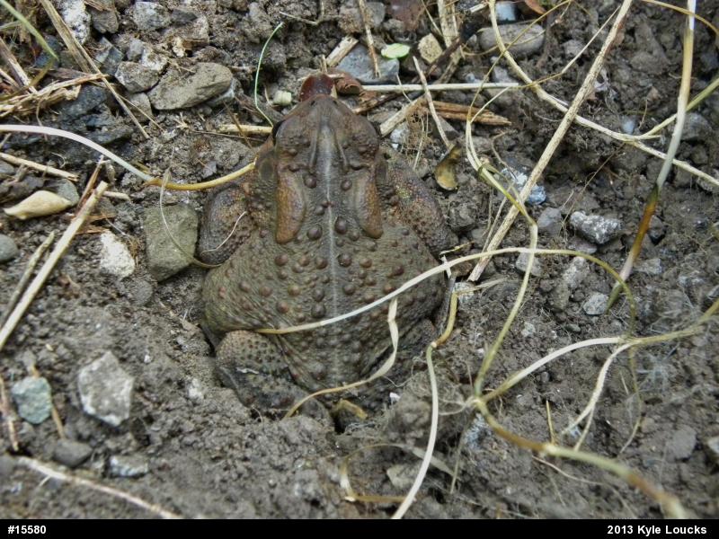 Eastern American Toad