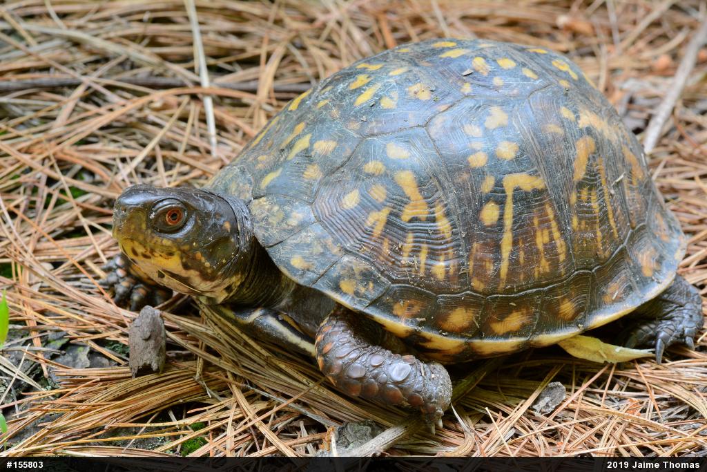 Eastern Box Turtle