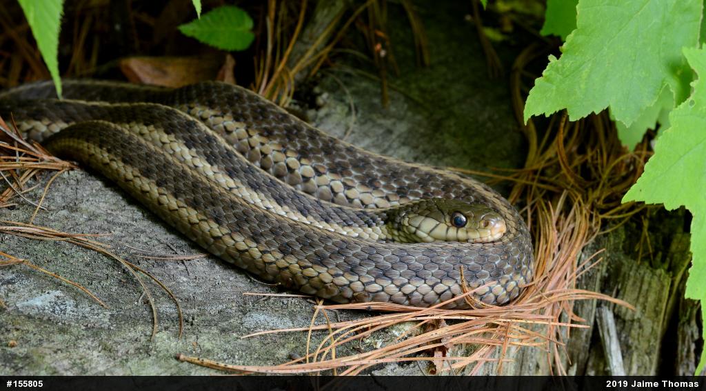 Eastern Gartersnake