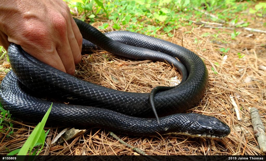 Eastern Ratsnake