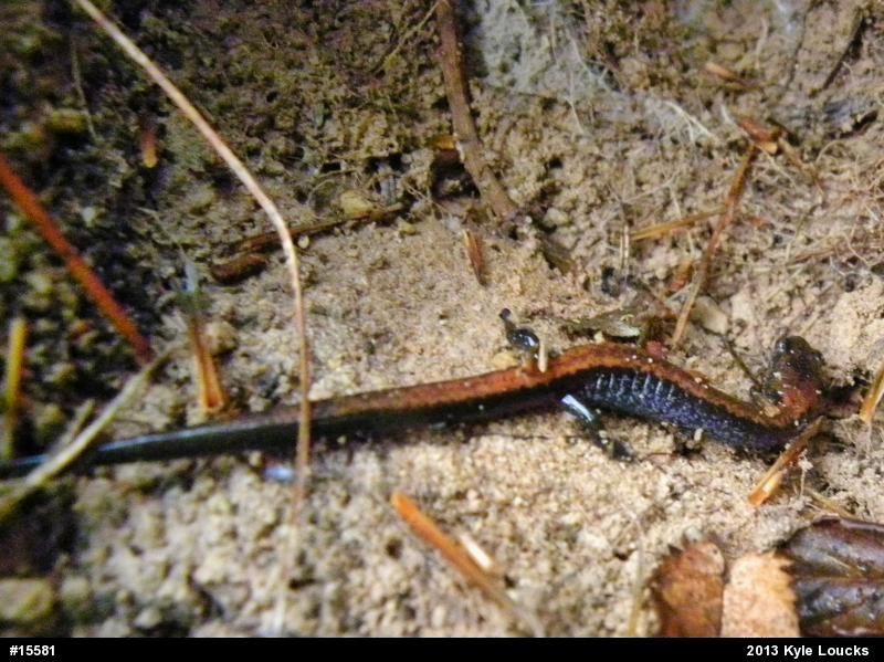 Eastern Red-backed  Salamander