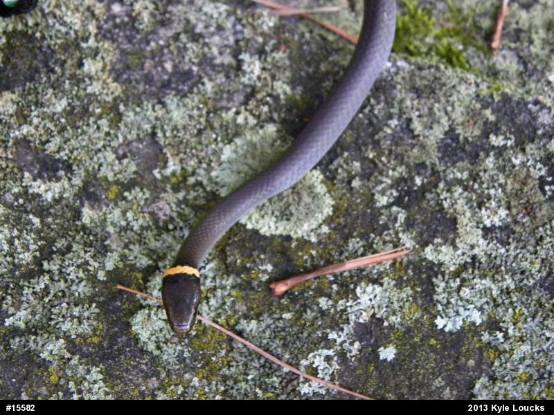 Northern Ring-necked Snake