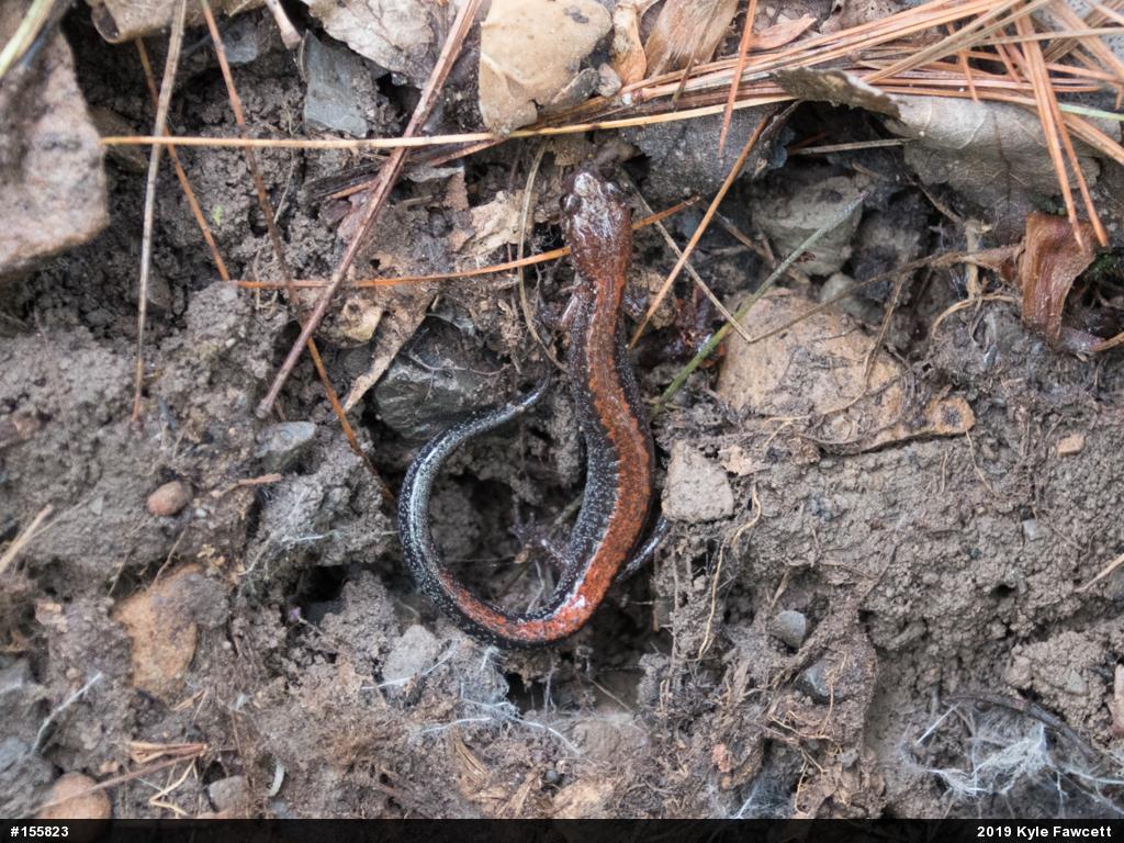 Eastern Red-backed  Salamander