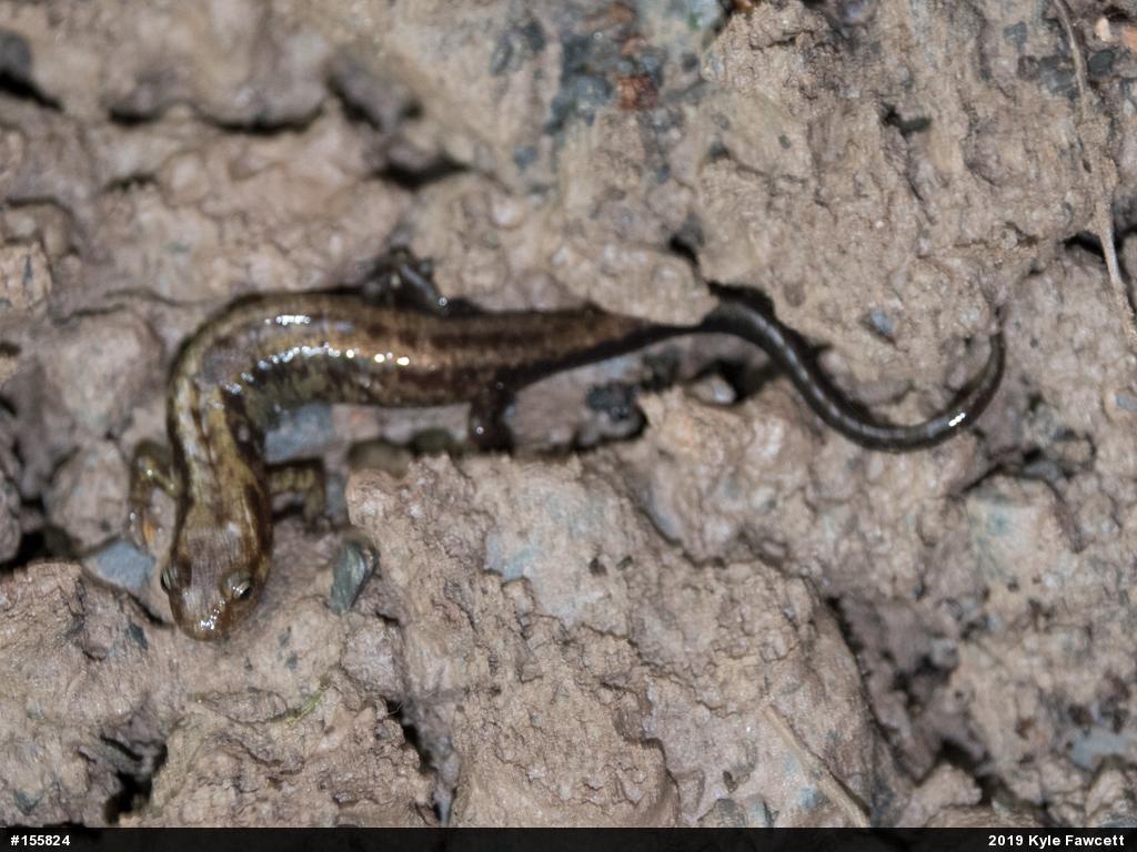 Allegheny Mountain Dusky Salamander