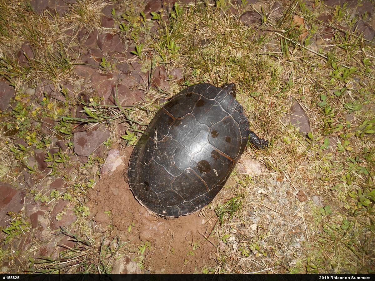 Midland Painted Turtle