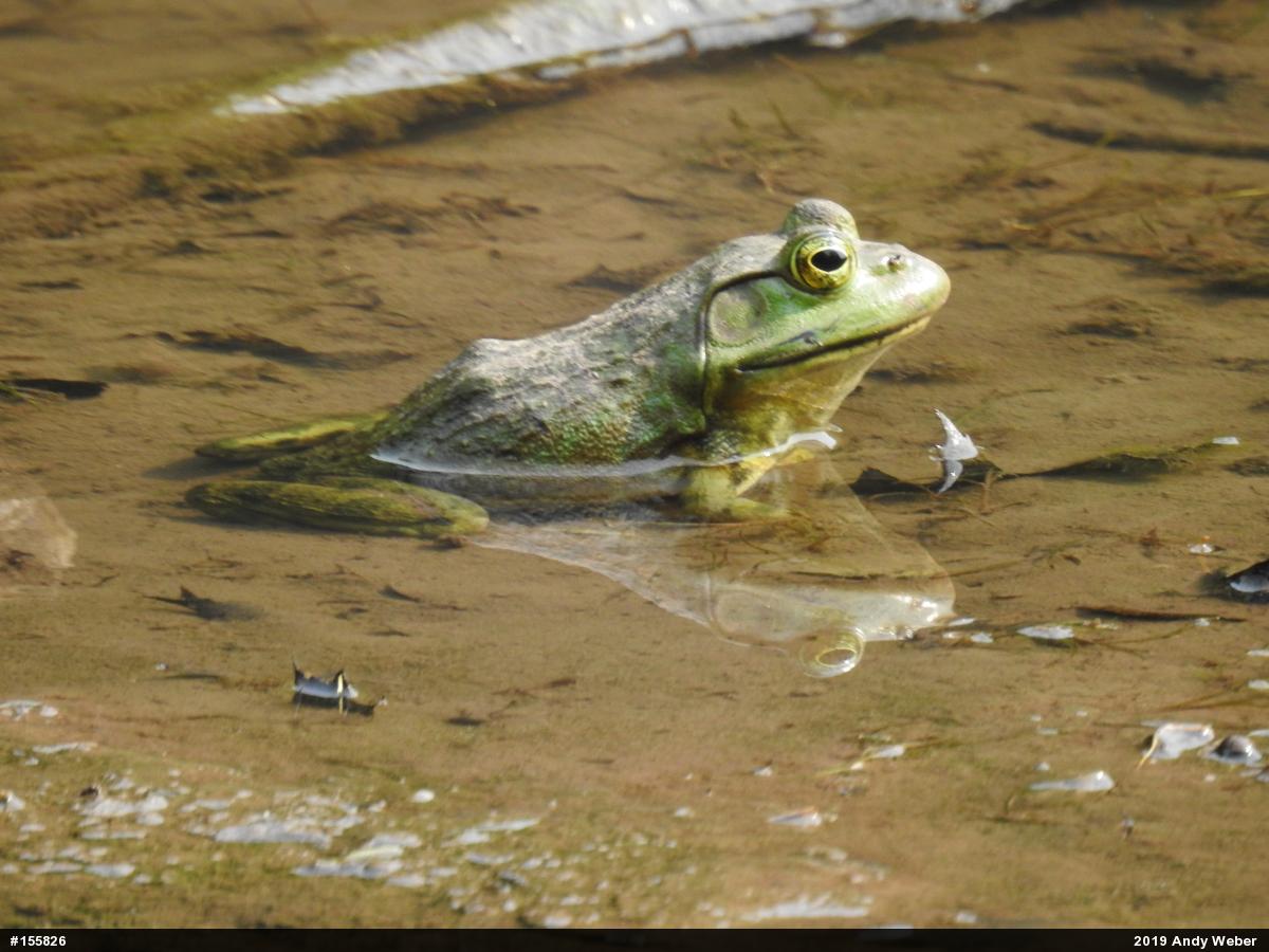 American Bullfrog