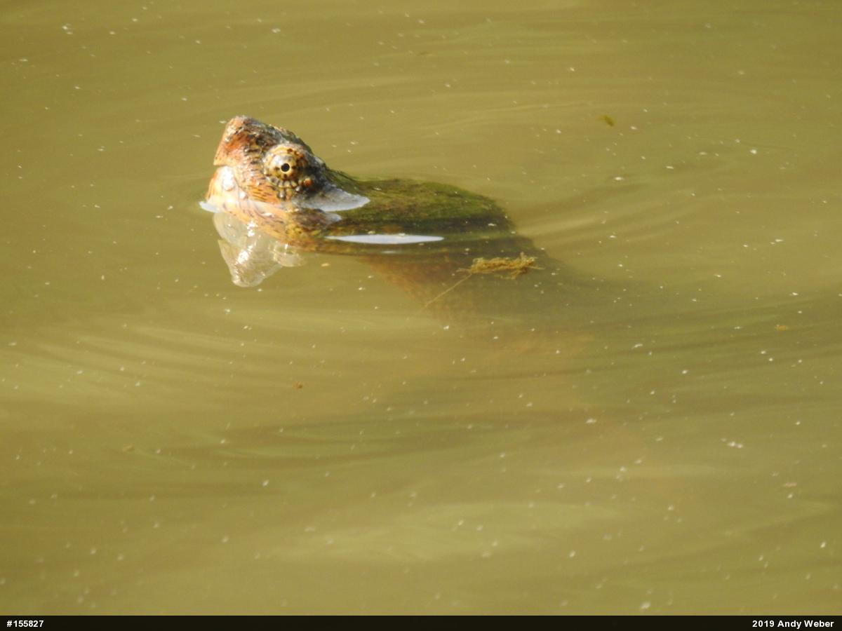 Snapping Turtle