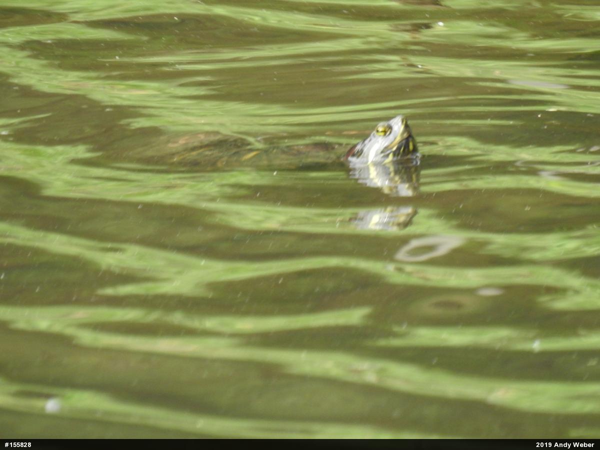 Red-eared Slider