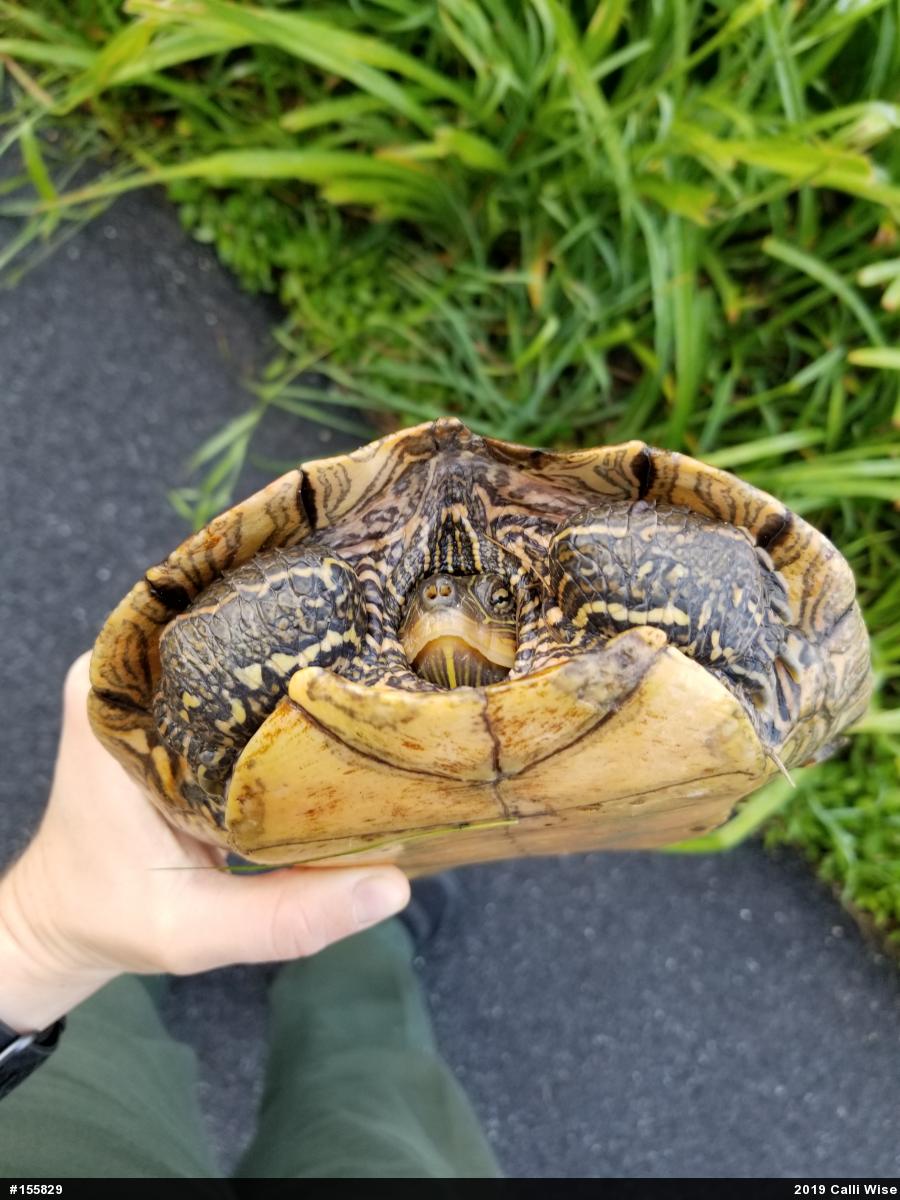Northern Map Turtle