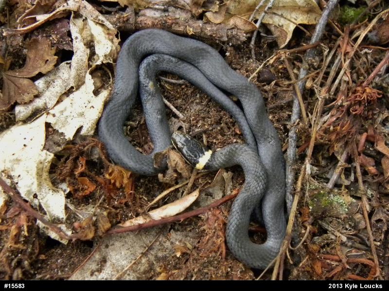 Northern Ring-necked Snake