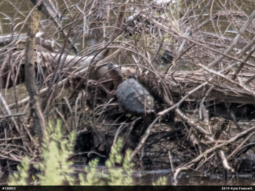 Snapping Turtle