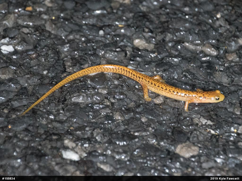 Eastern Long-tailed Salamander