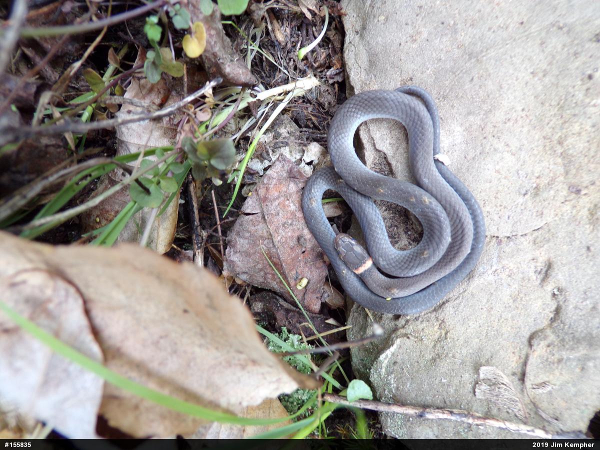 Northern Ring-necked Snake