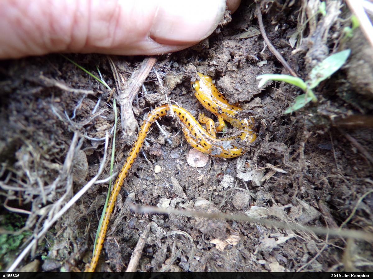 Eastern Long-tailed Salamander