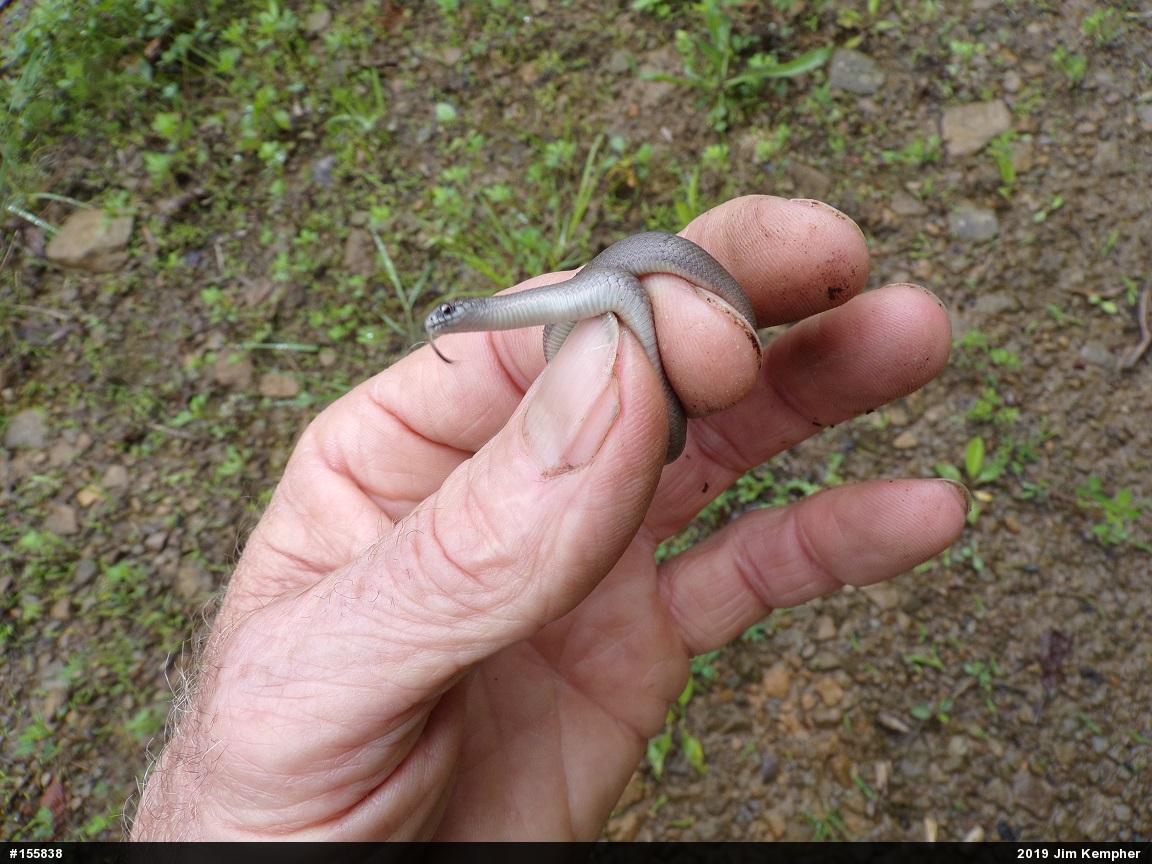 Mountain Earthsnake