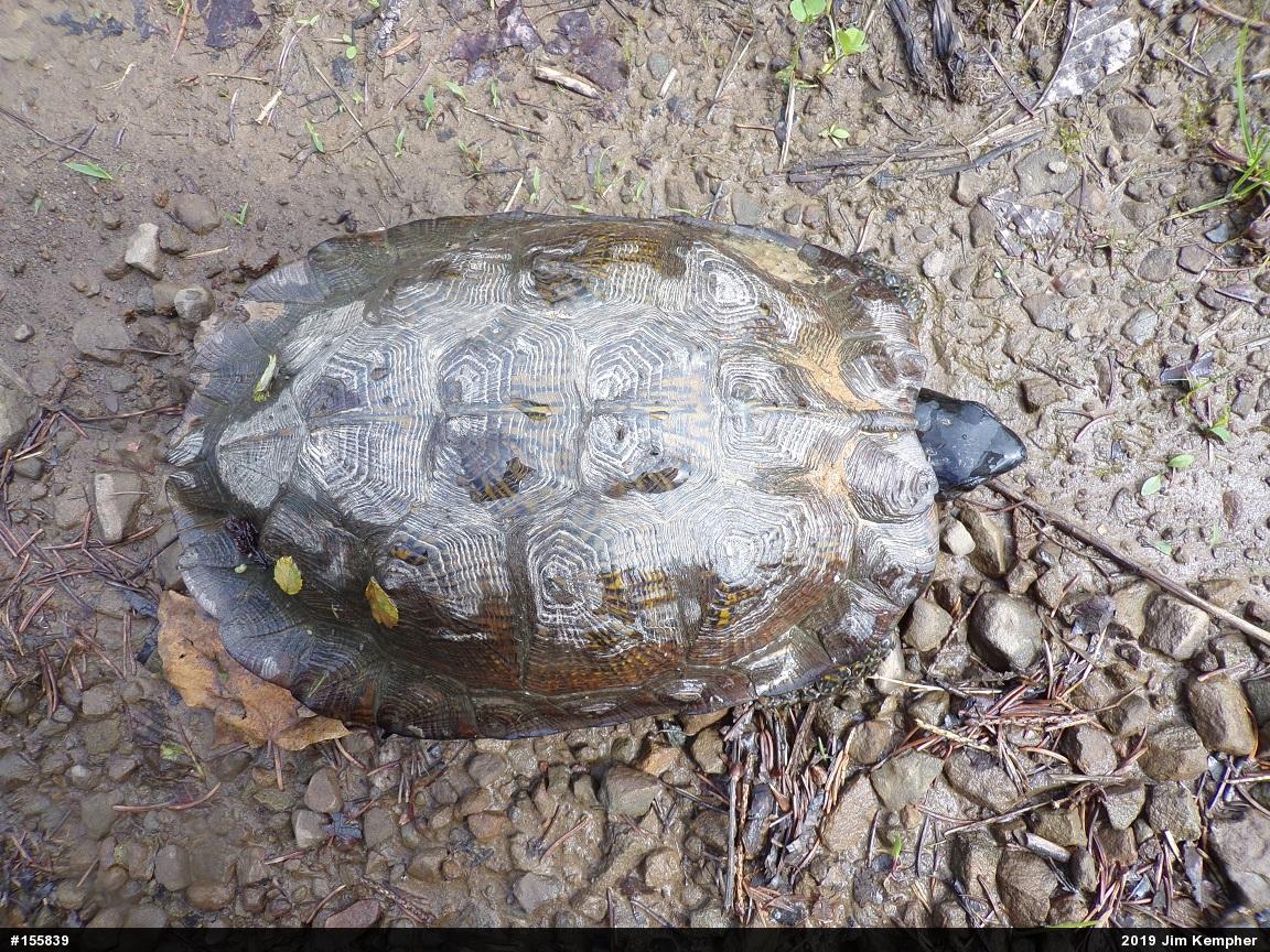Wood Turtle