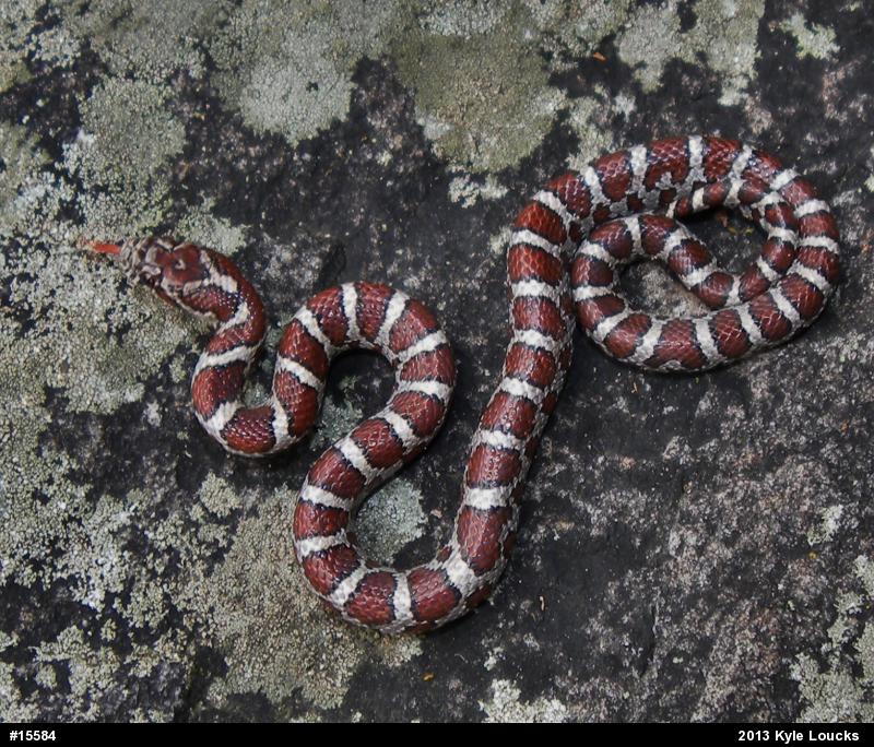 Eastern Milksnake