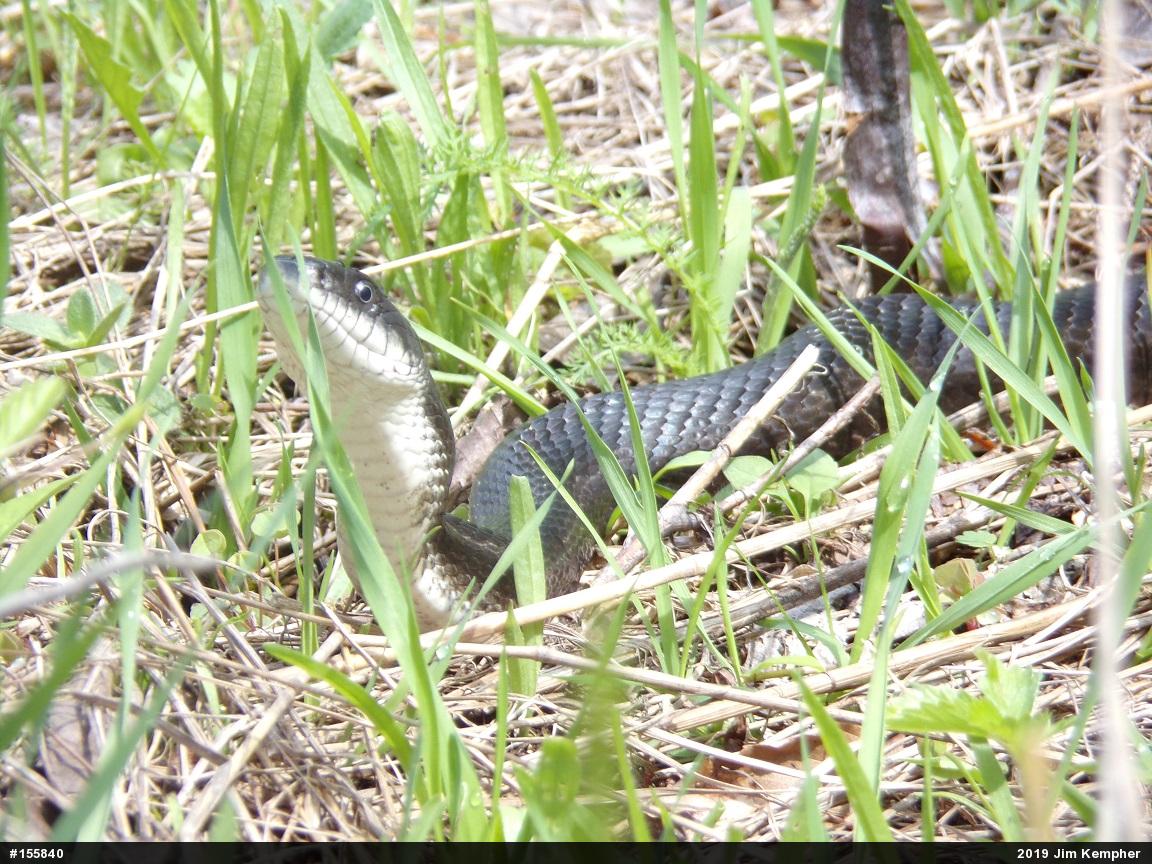 Eastern Ratsnake