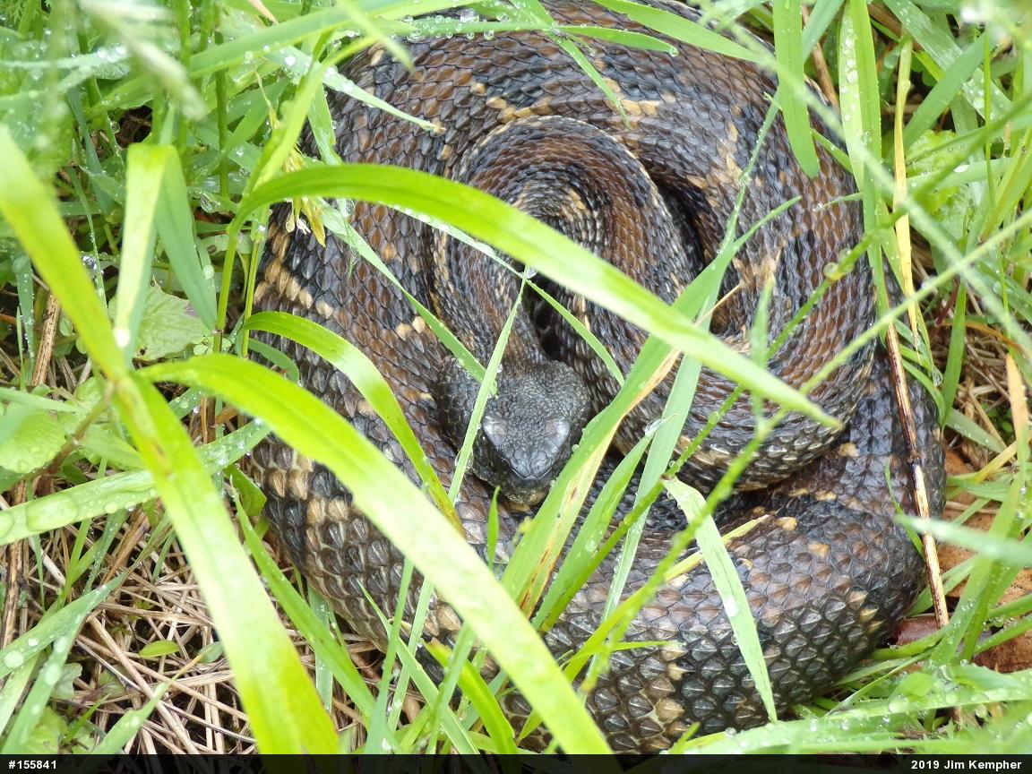 Timber Rattlesnake