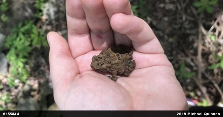 Eastern American Toad