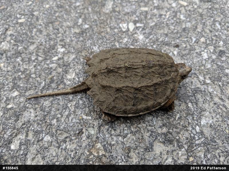 Snapping Turtle