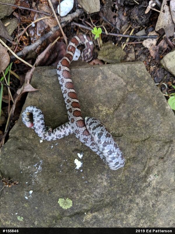 Eastern Milksnake