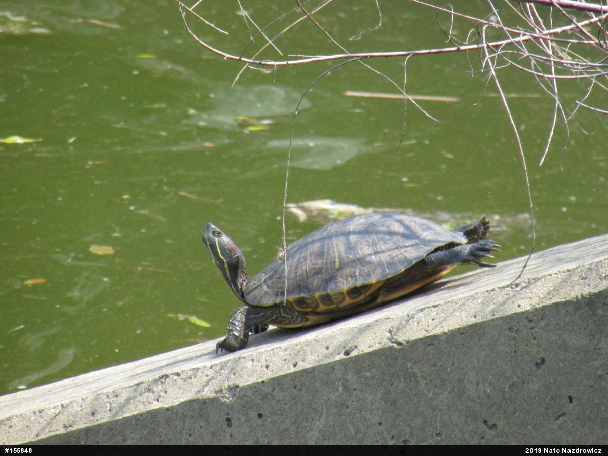 Red-eared Slider