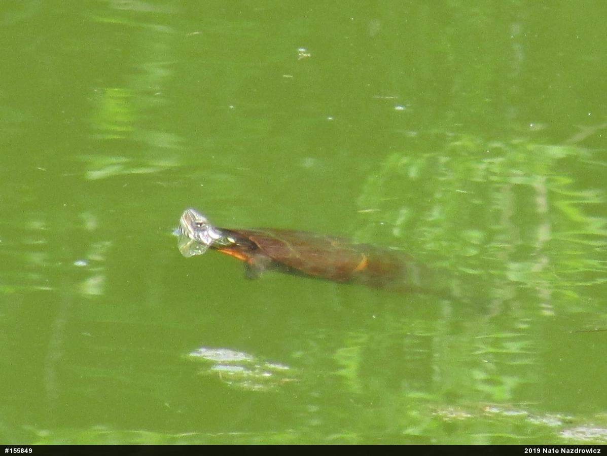 Painted Turtle