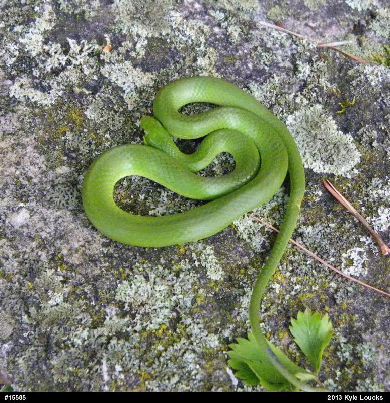 Smooth Greensnake