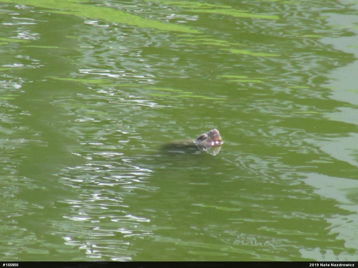 Snapping Turtle