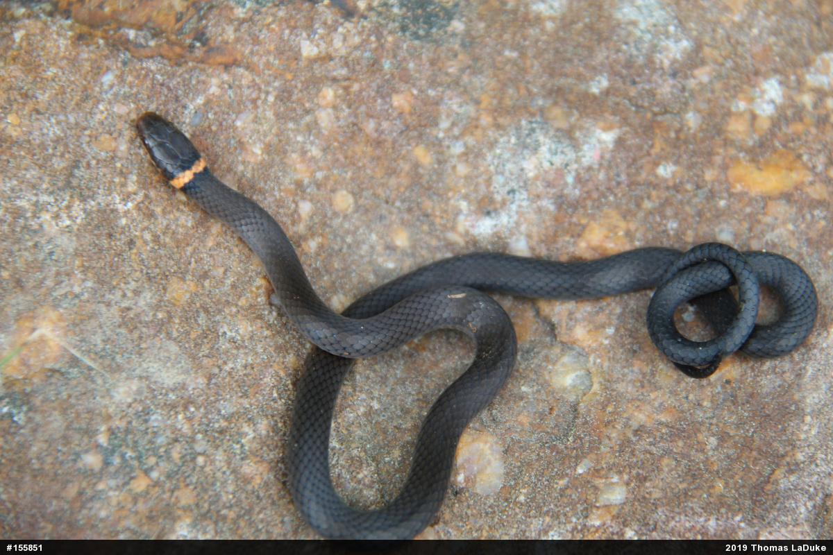 Northern Ring-necked Snake
