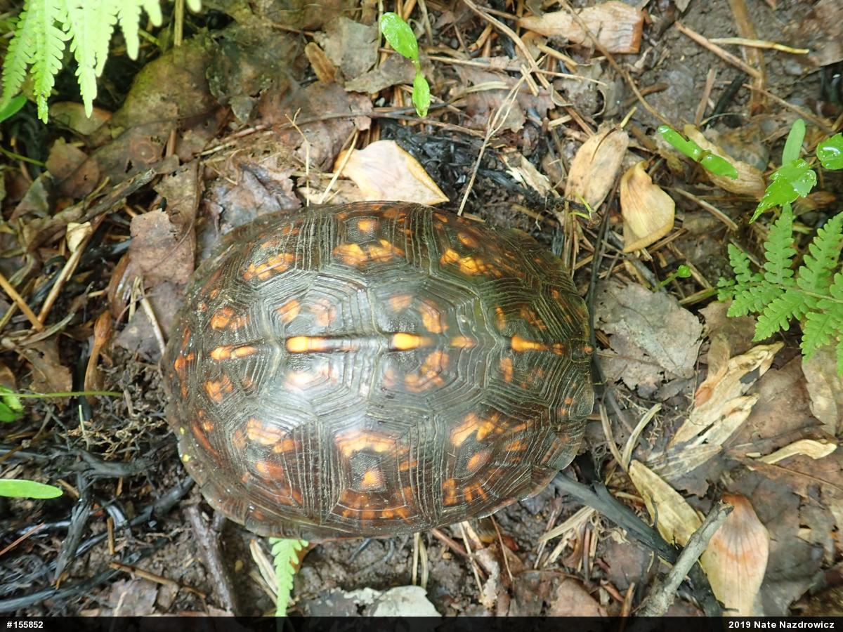 Eastern Box Turtle