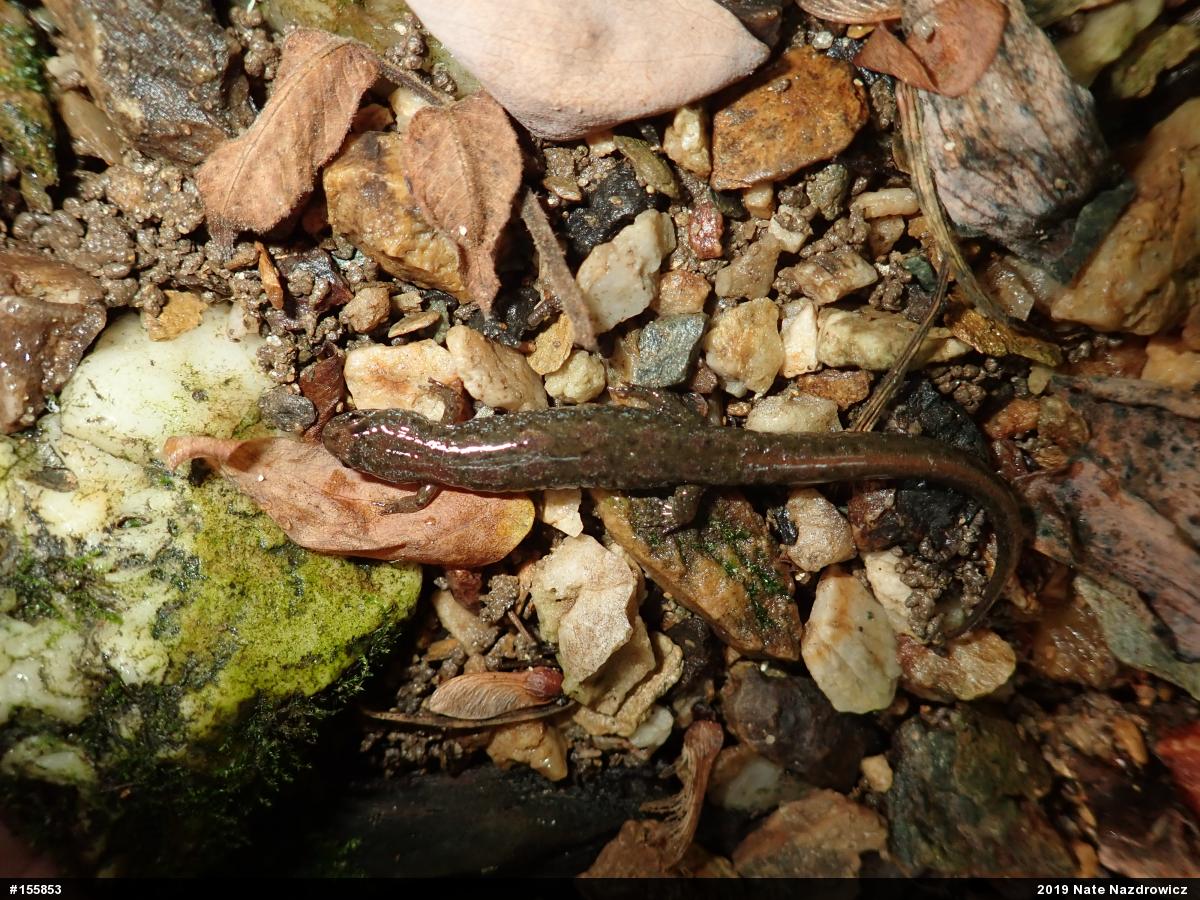 Northern Dusky Salamander