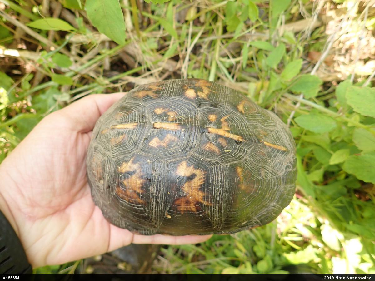 Eastern Box Turtle