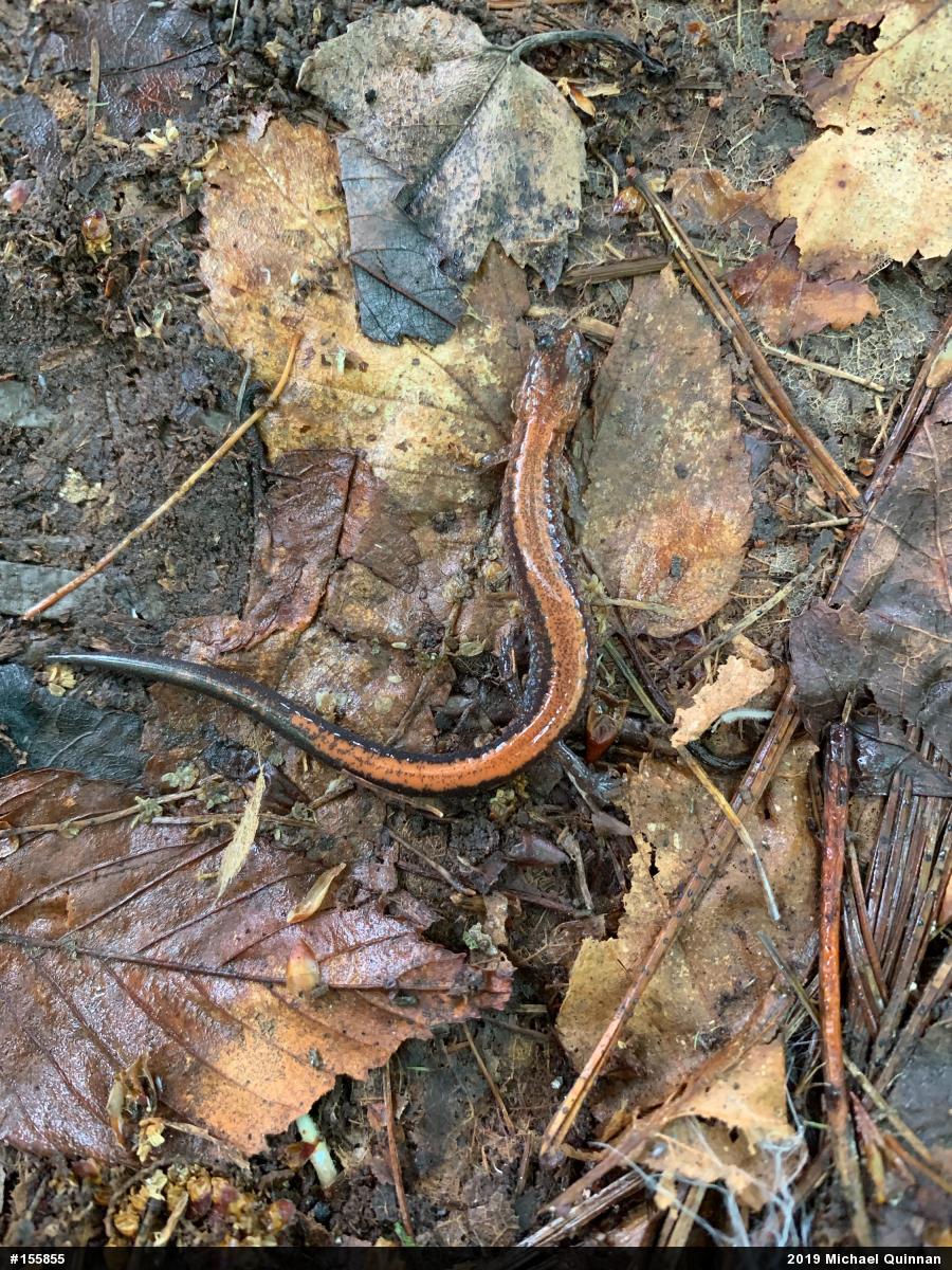 Eastern Red-backed  Salamander