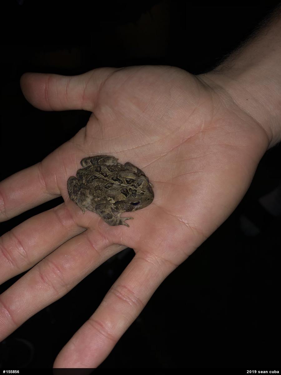 Eastern American Toad