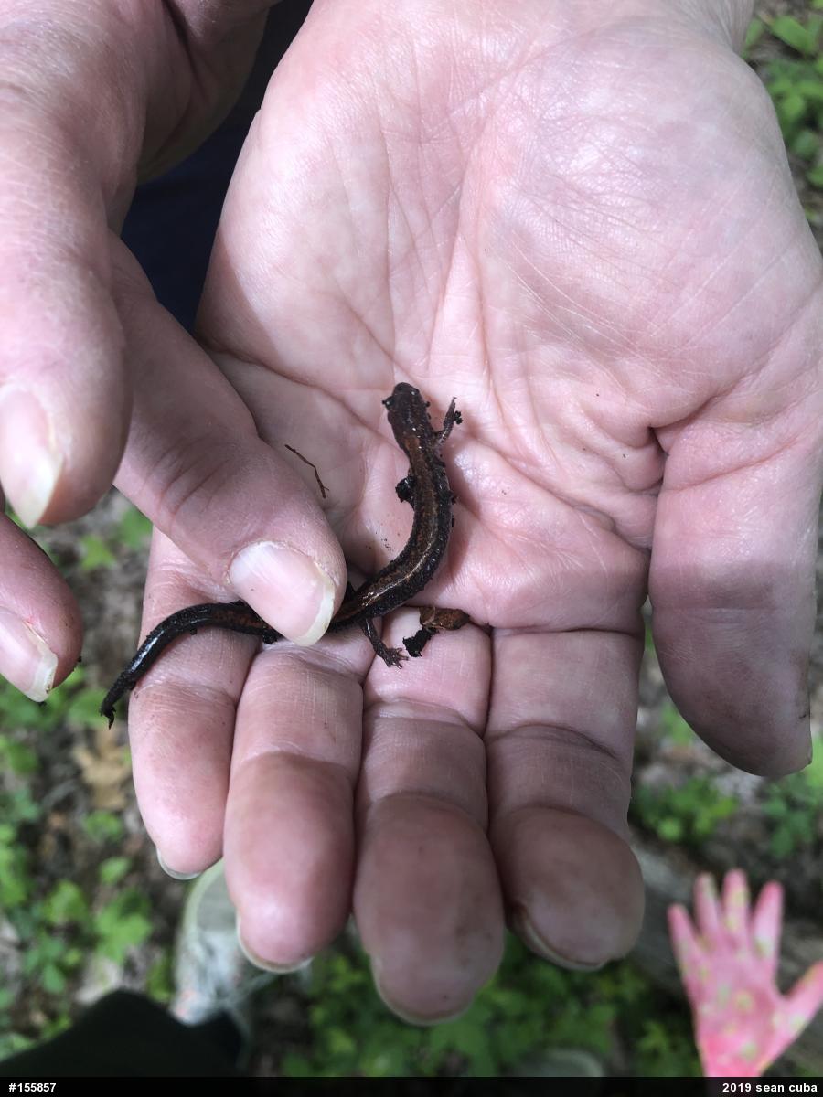 Eastern Red-backed  Salamander