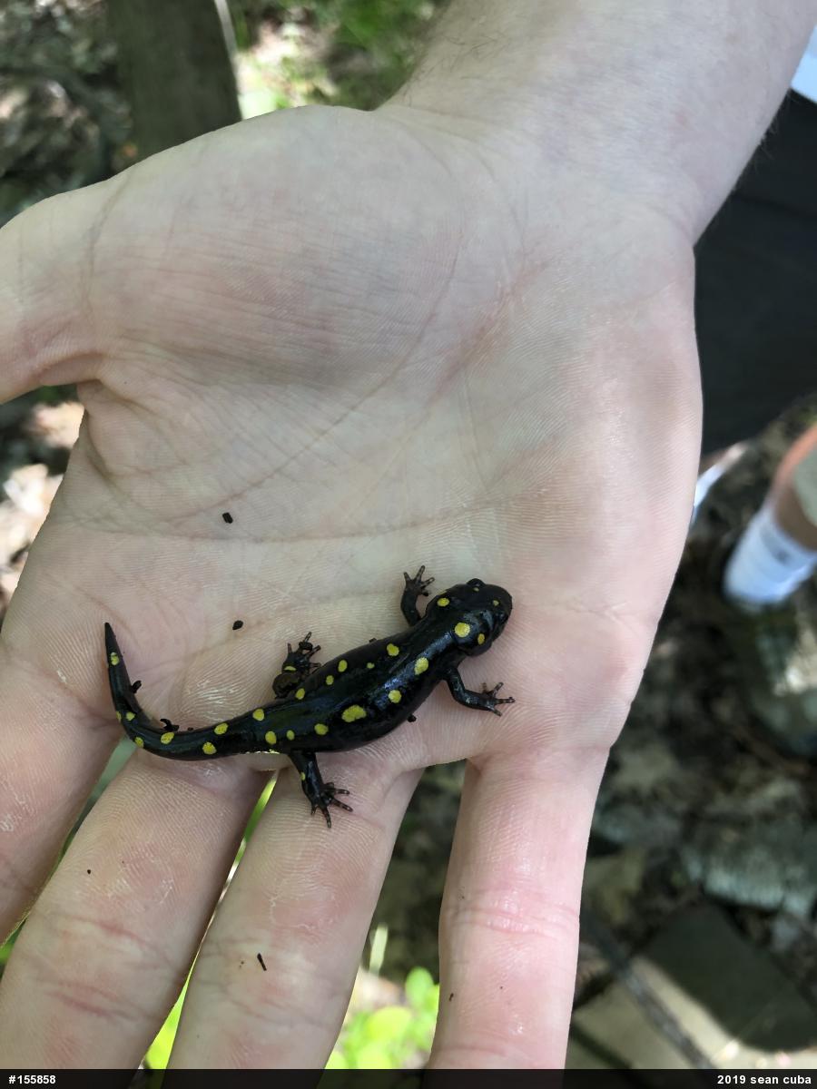 Spotted Salamander