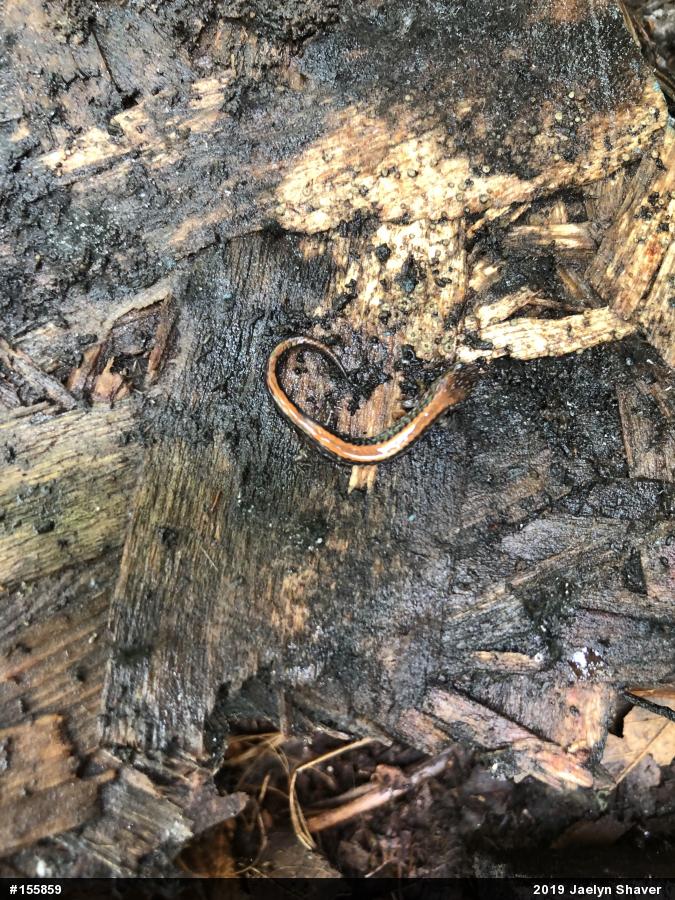 Eastern Red-backed  Salamander