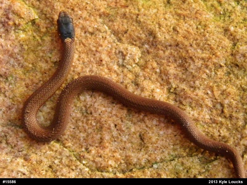 Red-bellied Snake