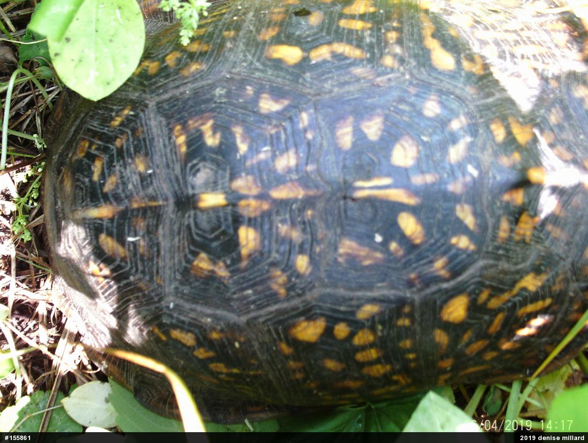 Eastern Box Turtle