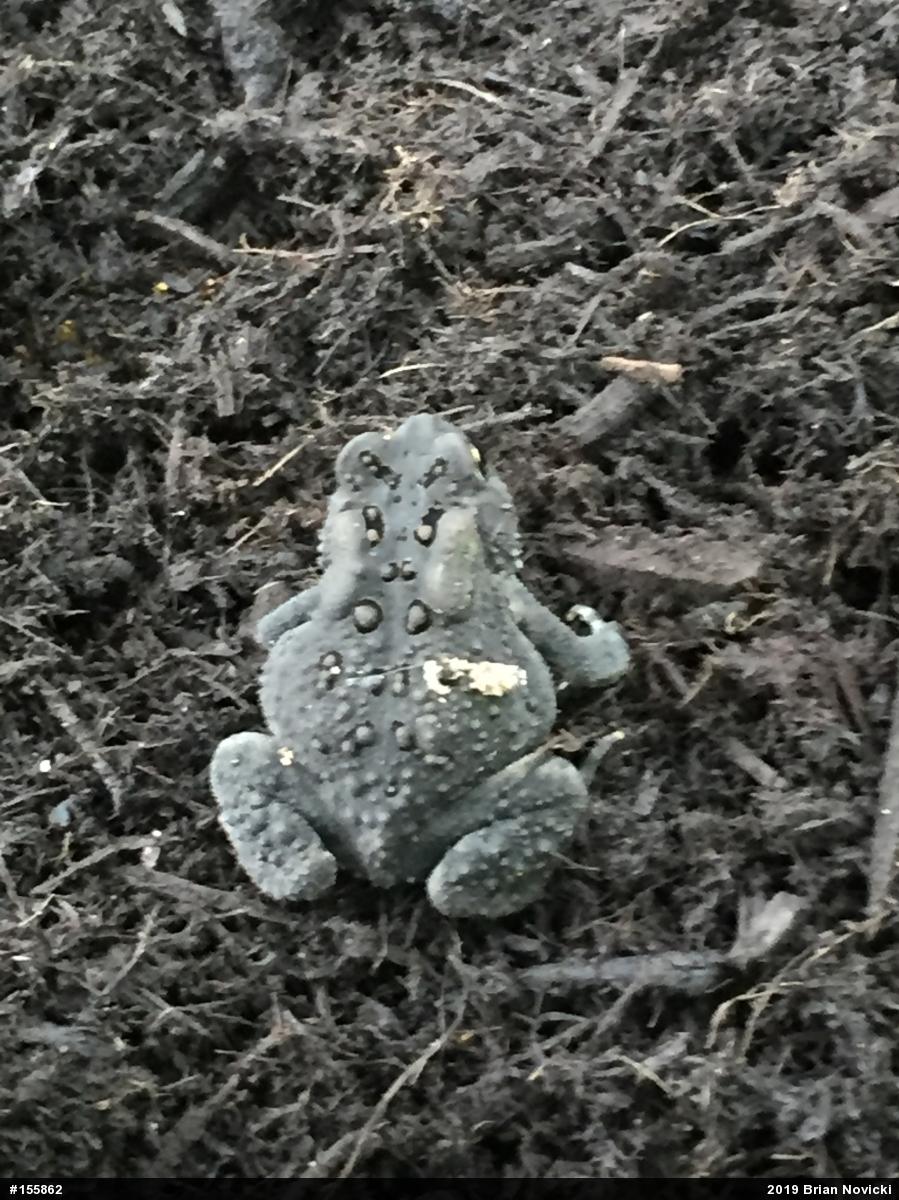 Eastern American Toad