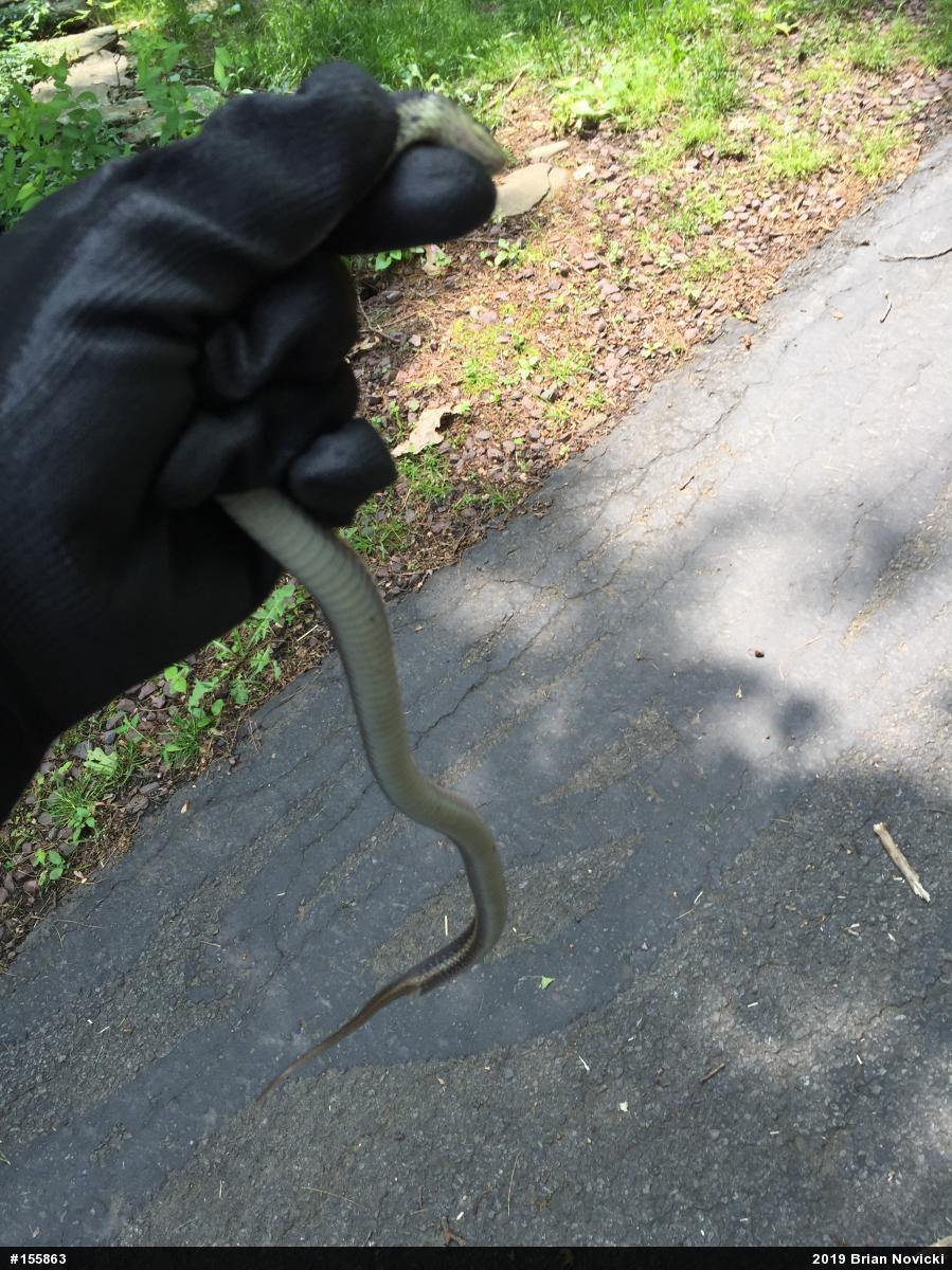 Eastern Gartersnake
