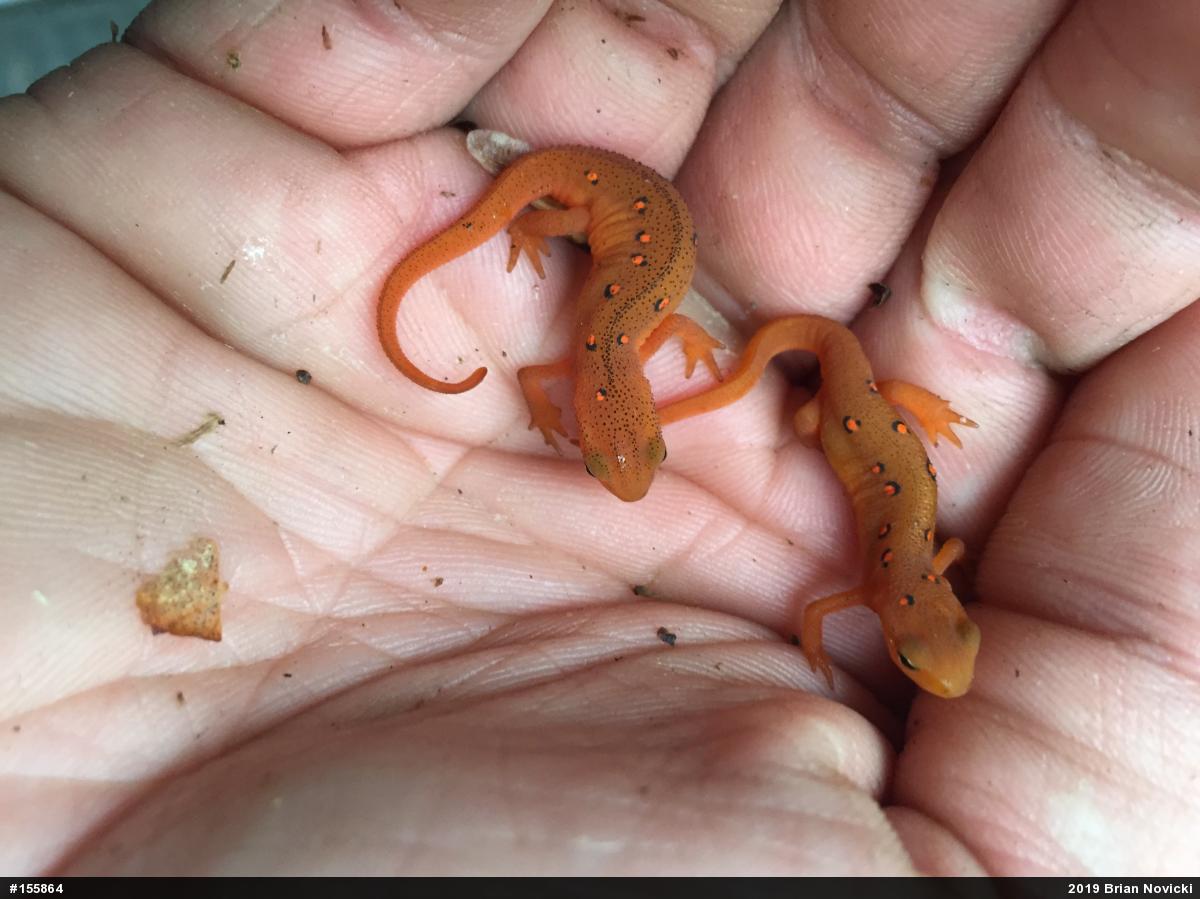 Red-spotted Newt